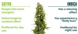 Cannabis chart