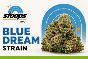 Blue Dream strain at Stoops NYC